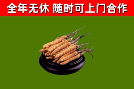海州区回收散虫草
