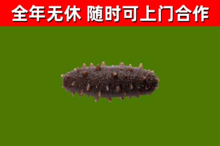 海州区回收海参干